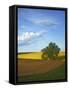 Cottonwood and Palouse Fields, Whitman County, Washington, USA-Charles Gurche-Framed Stretched Canvas