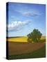 Cottonwood and Palouse Fields, Whitman County, Washington, USA-Charles Gurche-Stretched Canvas