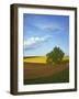 Cottonwood and Palouse Fields, Whitman County, Washington, USA-Charles Gurche-Framed Photographic Print
