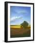 Cottonwood and Palouse Fields, Whitman County, Washington, USA-Charles Gurche-Framed Photographic Print