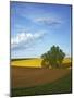 Cottonwood and Palouse Fields, Whitman County, Washington, USA-Charles Gurche-Mounted Photographic Print