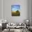 Cottonwood and Palouse Fields, Whitman County, Washington, USA-Charles Gurche-Photographic Print displayed on a wall