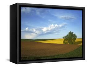 Cottonwood and Palouse Fields, Whitman County, Washington, USA-Charles Gurche-Framed Stretched Canvas