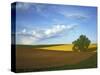 Cottonwood and Palouse Fields, Whitman County, Washington, USA-Charles Gurche-Stretched Canvas