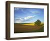 Cottonwood and Palouse Fields, Whitman County, Washington, USA-Charles Gurche-Framed Photographic Print