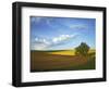 Cottonwood and Palouse Fields, Whitman County, Washington, USA-Charles Gurche-Framed Photographic Print