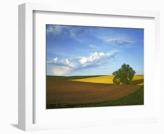 Cottonwood and Palouse Fields, Whitman County, Washington, USA-Charles Gurche-Framed Photographic Print