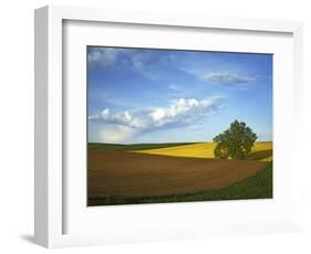 Cottonwood and Palouse Fields, Whitman County, Washington, USA-Charles Gurche-Framed Photographic Print