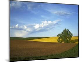 Cottonwood and Palouse Fields, Whitman County, Washington, USA-Charles Gurche-Mounted Photographic Print