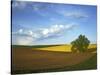 Cottonwood and Palouse Fields, Whitman County, Washington, USA-Charles Gurche-Stretched Canvas