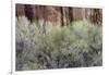 Cottonwood grove grows in canyon, Utah-Art Wolfe-Framed Photographic Print