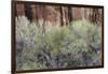 Cottonwood grove grows in canyon, Utah-Art Wolfe-Framed Photographic Print