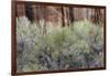 Cottonwood grove grows in canyon, Utah-Art Wolfe-Framed Photographic Print