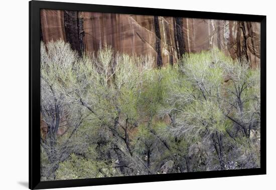 Cottonwood grove grows in canyon, Utah-Art Wolfe-Framed Photographic Print