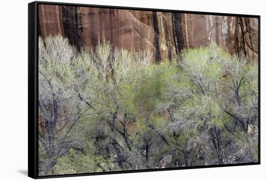 Cottonwood grove grows in canyon, Utah-Art Wolfe-Framed Stretched Canvas