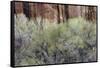 Cottonwood grove grows in canyon, Utah-Art Wolfe-Framed Stretched Canvas