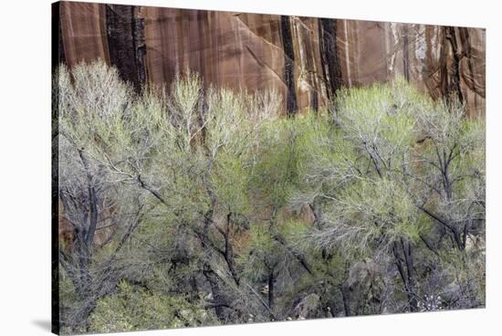 Cottonwood grove grows in canyon, Utah-Art Wolfe-Stretched Canvas