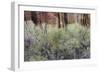 Cottonwood grove grows in canyon, Utah-Art Wolfe-Framed Photographic Print