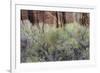 Cottonwood grove grows in canyon, Utah-Art Wolfe-Framed Photographic Print