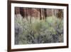 Cottonwood grove grows in canyon, Utah-Art Wolfe-Framed Photographic Print