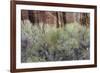 Cottonwood grove grows in canyon, Utah-Art Wolfe-Framed Photographic Print