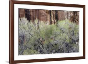 Cottonwood grove grows in canyon, Utah-Art Wolfe-Framed Photographic Print