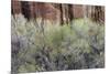 Cottonwood grove grows in canyon, Utah-Art Wolfe-Mounted Photographic Print