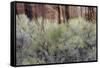 Cottonwood grove grows in canyon, Utah-Art Wolfe-Framed Stretched Canvas