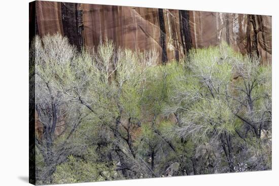 Cottonwood grove grows in canyon, Utah-Art Wolfe-Stretched Canvas