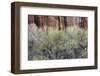 Cottonwood grove grows in canyon, Utah-Art Wolfe-Framed Photographic Print