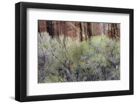 Cottonwood grove grows in canyon, Utah-Art Wolfe-Framed Photographic Print