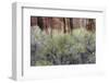 Cottonwood grove grows in canyon, Utah-Art Wolfe-Framed Photographic Print