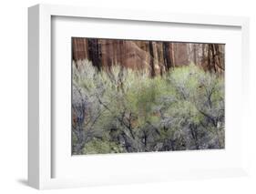 Cottonwood grove grows in canyon, Utah-Art Wolfe-Framed Photographic Print