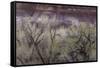 Cottonwood grove grows in canyon, Utah-Art Wolfe-Framed Stretched Canvas