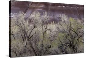 Cottonwood grove grows in canyon, Utah-Art Wolfe-Stretched Canvas