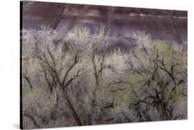 Cottonwood grove grows in canyon, Utah-Art Wolfe-Stretched Canvas