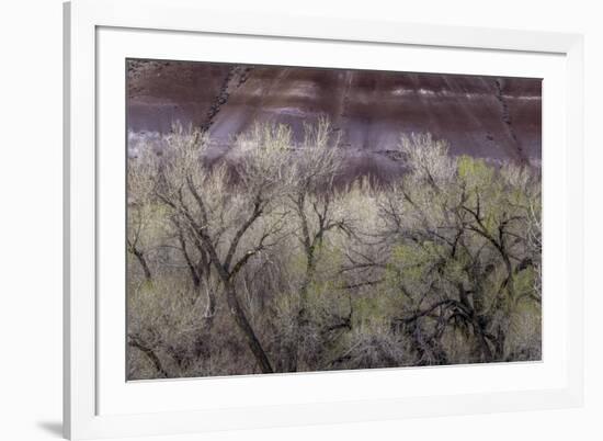 Cottonwood grove grows in canyon, Utah-Art Wolfe-Framed Photographic Print