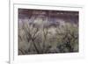 Cottonwood grove grows in canyon, Utah-Art Wolfe-Framed Photographic Print