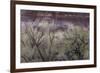 Cottonwood grove grows in canyon, Utah-Art Wolfe-Framed Photographic Print