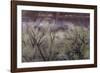 Cottonwood grove grows in canyon, Utah-Art Wolfe-Framed Photographic Print