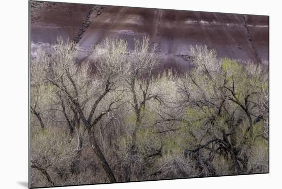 Cottonwood grove grows in canyon, Utah-Art Wolfe-Mounted Photographic Print