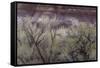 Cottonwood grove grows in canyon, Utah-Art Wolfe-Framed Stretched Canvas