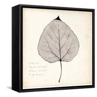 Cottonwood Leaf-Booker Morey-Framed Stretched Canvas
