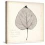 Cottonwood Leaf-Booker Morey-Stretched Canvas