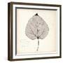 Cottonwood Leaf-Booker Morey-Framed Art Print