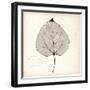 Cottonwood Leaf-Booker Morey-Framed Art Print