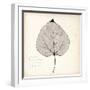 Cottonwood Leaf-Booker Morey-Framed Art Print