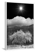 Cottonwood & Sunbeams, Canyon de Chelly, Arizona 10-Monte Nagler-Framed Photographic Print