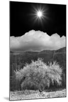 Cottonwood & Sunbeams, Canyon de Chelly, Arizona 10-Monte Nagler-Mounted Photographic Print