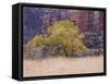 Cottonwood Tree and Reeds, Zion National Park in Autumn, Utah, USA-Jean Brooks-Framed Stretched Canvas